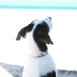Close-up of dog