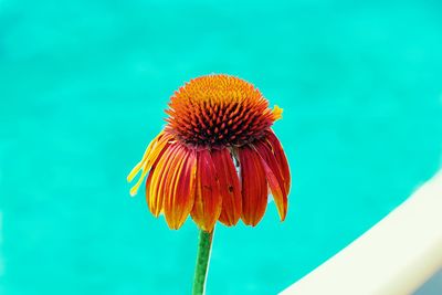 Close-up of orange flower