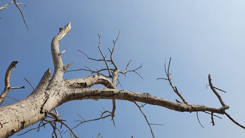branch