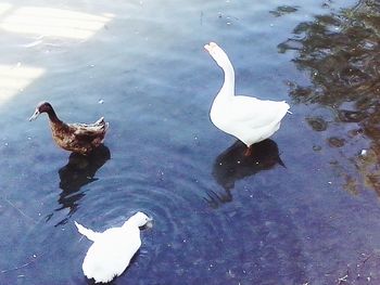 Birds floating on water