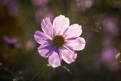 Close-up of white daisy flowers