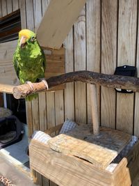 Bird perching on wooden table