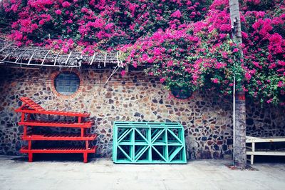 Red flowering plants against wall