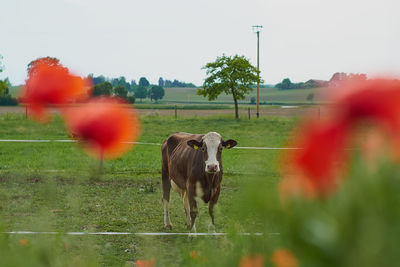 Cows in a field