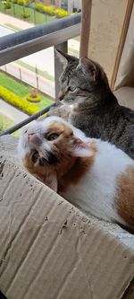 Cat sleeping