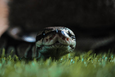 Close-up of turtle on field