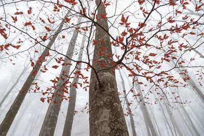 Low angle view of tree