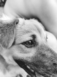 Close-up of dog looking away