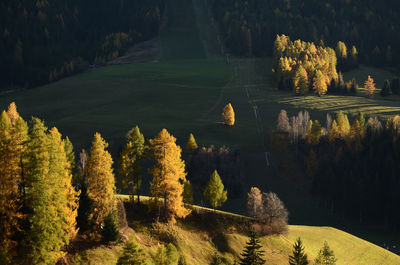 High angle view of trees by lake