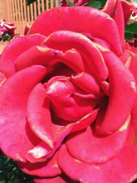 Close-up of fresh red rose blooming outdoors