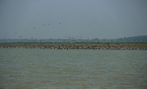 Birds flying over sea against clear sky