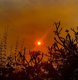 Silhouette plants against orange sky during sunset