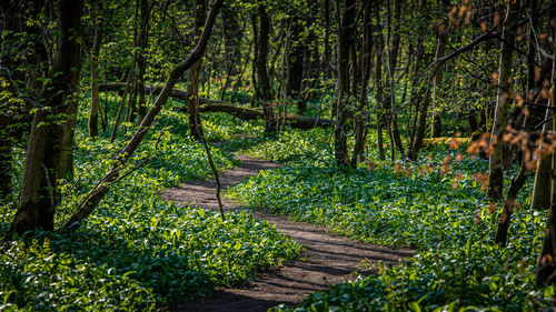 Wild garlic flowers, allium ursinum, on the forest floor in a woodland near lennoxtown, scotland