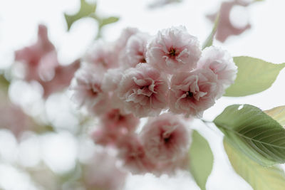 Close-up of pink cherry blossom