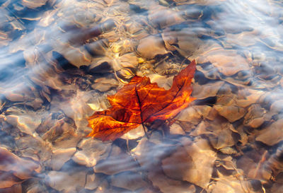 High angle view of maple leaves floating on water