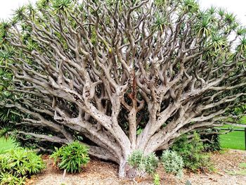 Plants growing on tree