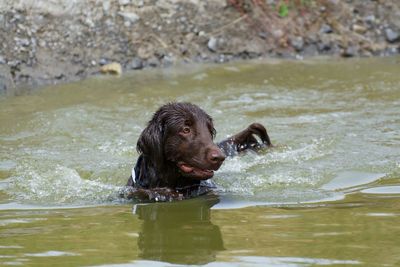 Wet flat-coated retriever in pond