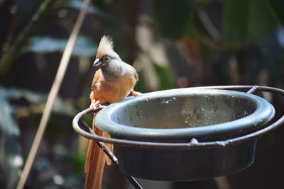 Close-up of bird perching outdoors