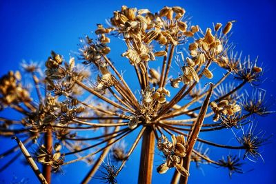 Low angle view of flowers against blue sky