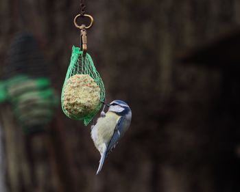 Close-up of bird feeder