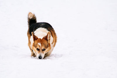 Cute domestic red dog corgi walks in the snow.