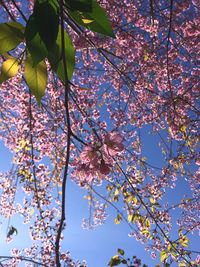 Low angle view of apple blossoms in spring