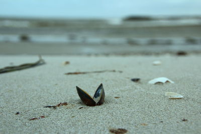 Close-up of shells on sand at beach