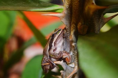 Close-up of frog on plant