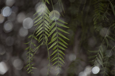 Plant and rain 