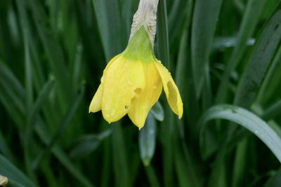 Close-up of raindrops on yellow flowering plant