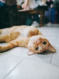 Portrait of cat lying on floor