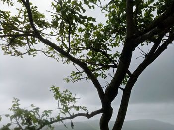 Low angle view of tree against sky