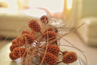 Close-up of plants on table