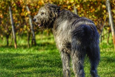 Rear view of dog standing on grassy field