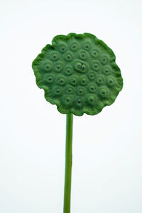 Close-up of green leaf against white background