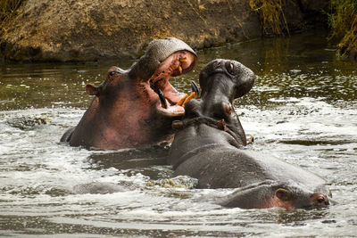 Close-up of hippos fighting in the serengeti, tanzania 