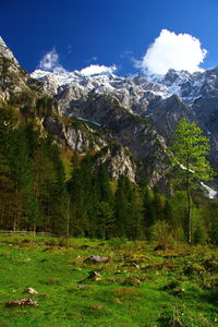 Scenic view of forest and mountains against sky