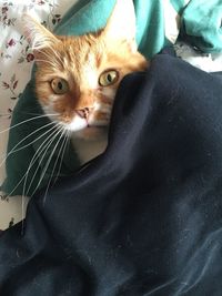 Portrait of cat relaxing on bed