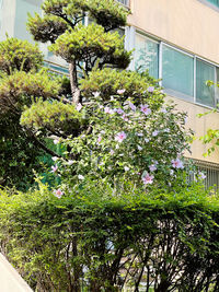 Flowering plants and trees by building in yard