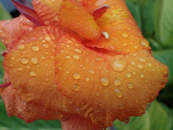 Close-up of raindrops on orange leaf