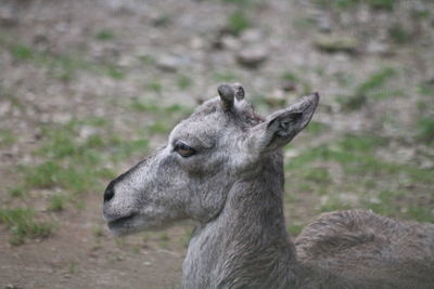 Close-up of sheep on field