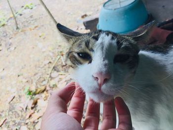 Close-up of hand holding cat