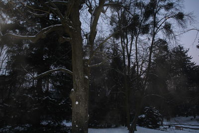 Low angle view of trees in forest during winter