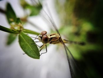 Close-up of insect on leaf