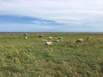 Sheep in a field