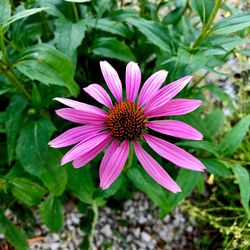 Close-up of pink flower