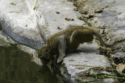 Monkey drinking water in lake