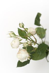 Close-up of white flowers