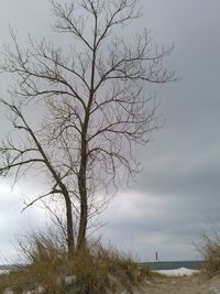 Bare trees against cloudy sky