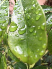 Close-up of water drops on leaf
